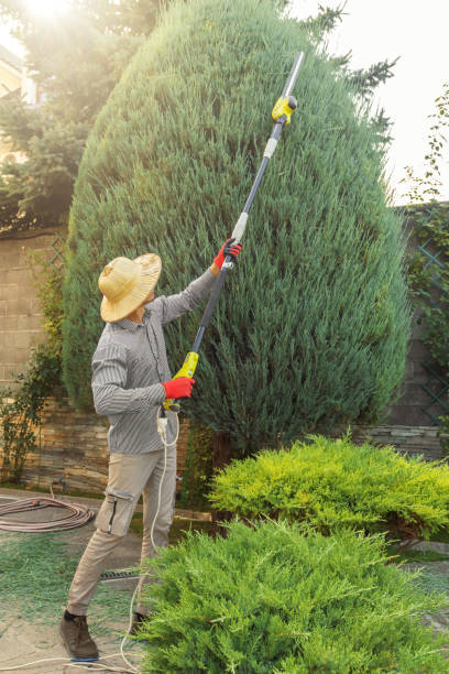 Best Sod Installation  in Bellaire, OH